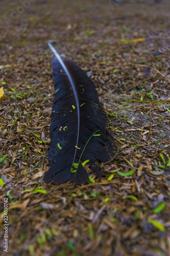 beautiful eagle feather