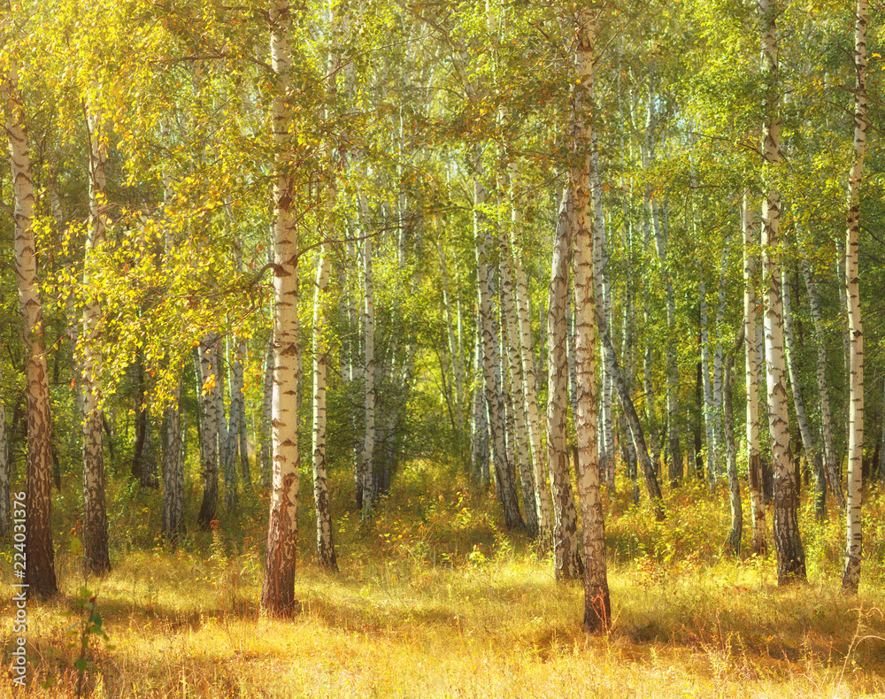 Fototapeta premium Sunny weather in birch tree forest. Soft focus effects, focused on near trees.