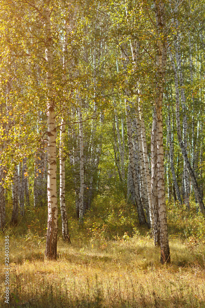 Fototapeta premium End of summer in birches park with warm sunlight
