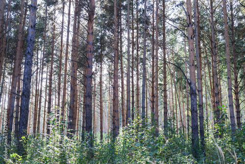 Fototapeta Naklejka Na Ścianę i Meble -  Beautiful summer forest with trees and shrubs