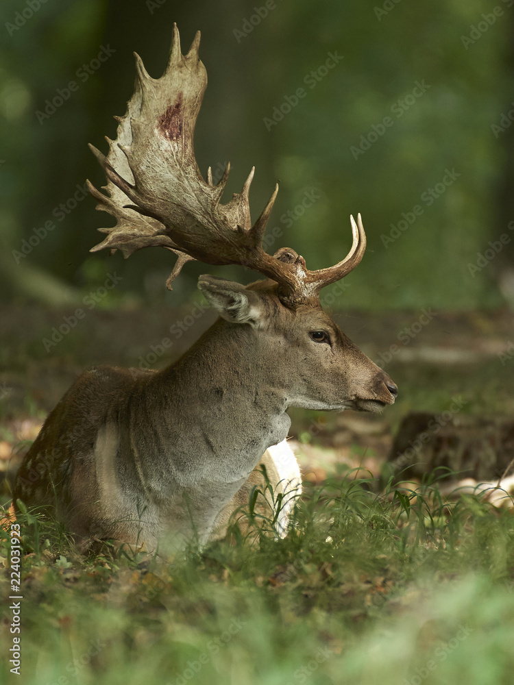 Fototapeta premium Fallow deer (Dama dama)