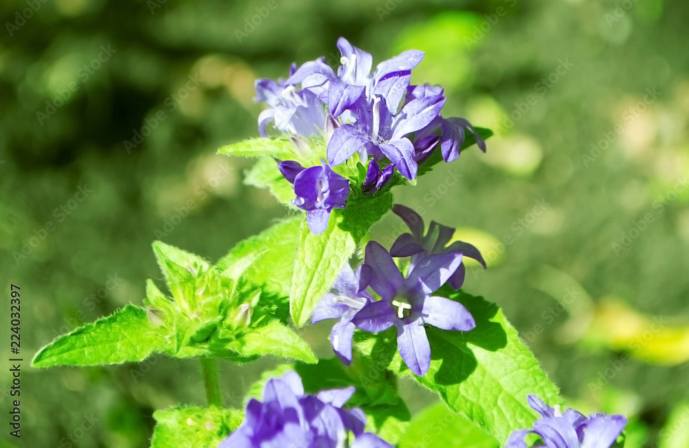 Flower Aconitum napellus on the flowerbed closeup Flower Aconitum napellus on the flowerbed closeup