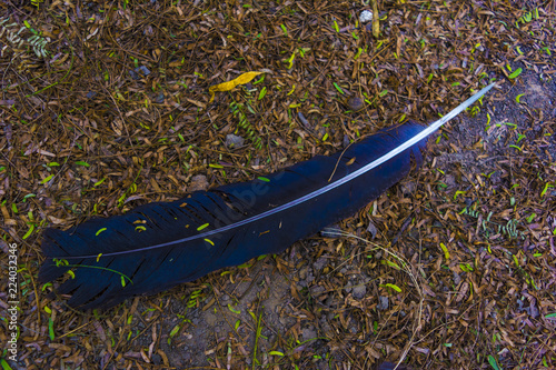 beautiful eagle feather
