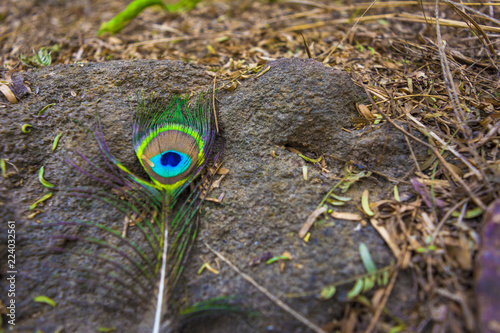 very colorful peacock tale feather laying on the ground.