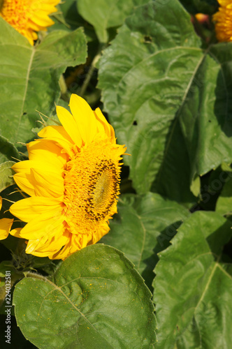 Fototapeta Naklejka Na Ścianę i Meble -  Helianthus annuus teddy bear sunflower yellow flower with green
