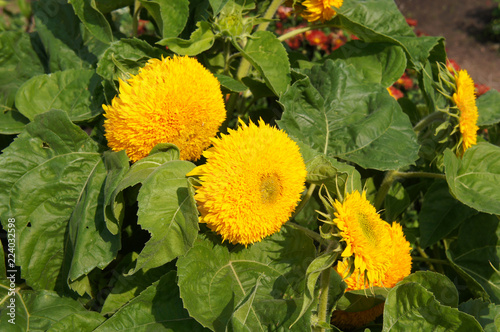 Fototapeta Naklejka Na Ścianę i Meble -  helianthus annuus teddy bear sunflower plant