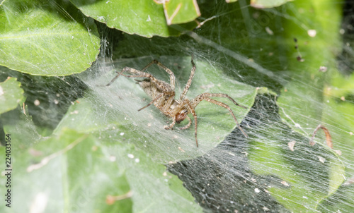 A Funnel Weaver Spider (Agelenidae) Waiting for Prey in a Dense Green Plant in Colorado