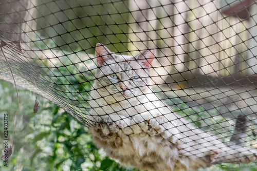 Cat laying in a fence