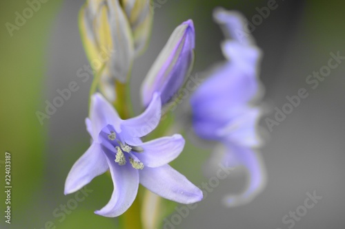 Foto Colorspalsh of a bluebell (hyacinthoides non scripta) flower