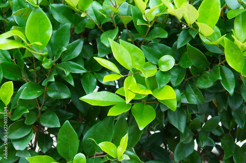 Wax leaf ligustrum green shrub photo