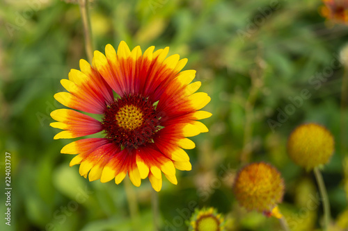 Fototapeta Naklejka Na Ścianę i Meble -  Solar flower Helianthus grows in garden