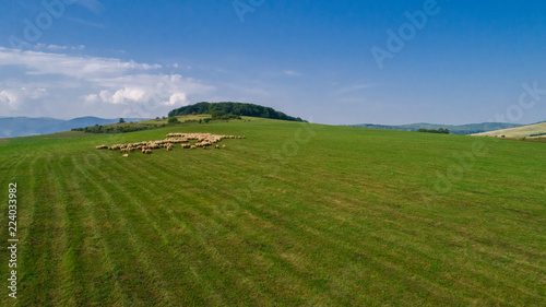Aerial view of a beautiful clean green meadow with a sheep flock  and blue sky in then background. 
