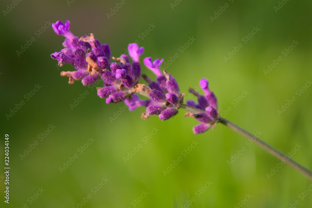 Lavendel Lavendel