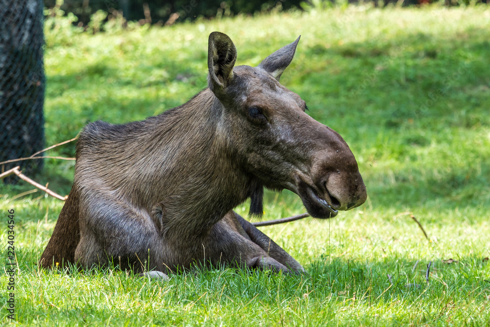Europäischer Elch - Alces alces Europäischer Elch - Alces alces