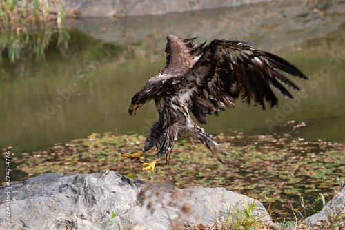 White-tailed Eagle, Haliaeetus albicilla, flying above the water, bird of prey with forest in background, animal in the nature habitat, wildlife from Sweden. Eagle in flight above the dark lake