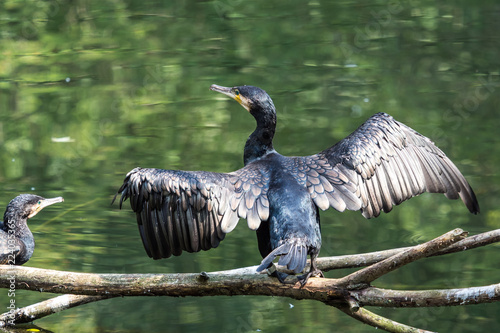 Kormoran - Phalacrocorax carbo