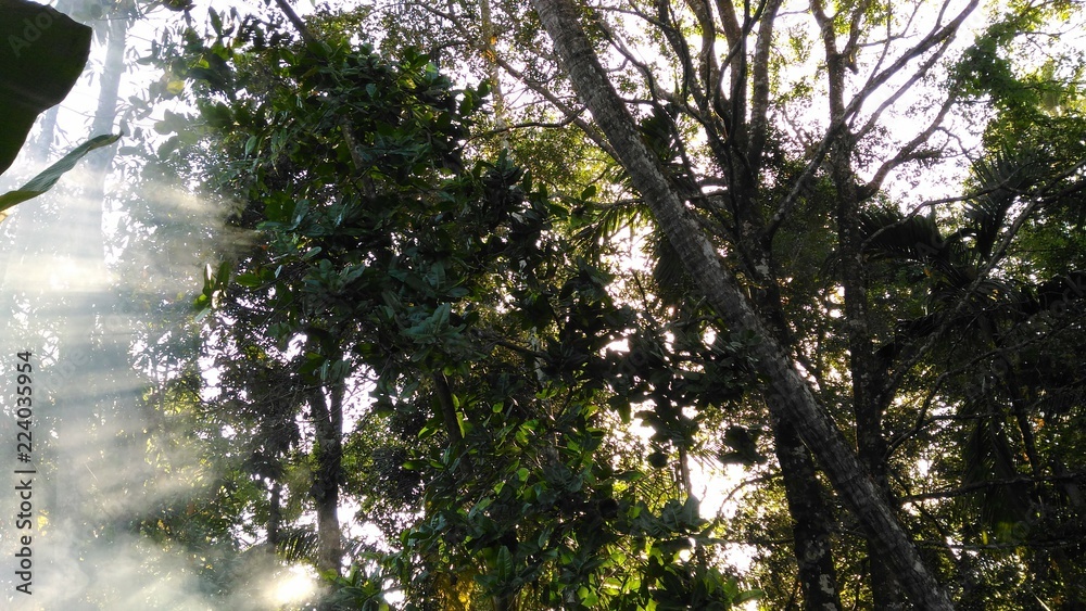 Fototapeta premium tree in spring