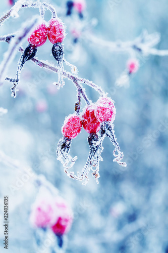beautiful juicy red rosehip berries hanging in the winter garden covered with...