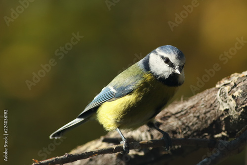 The Eurasian blue tit (Cyanistes caeruleus) sitting on the branch with green and yellow background
