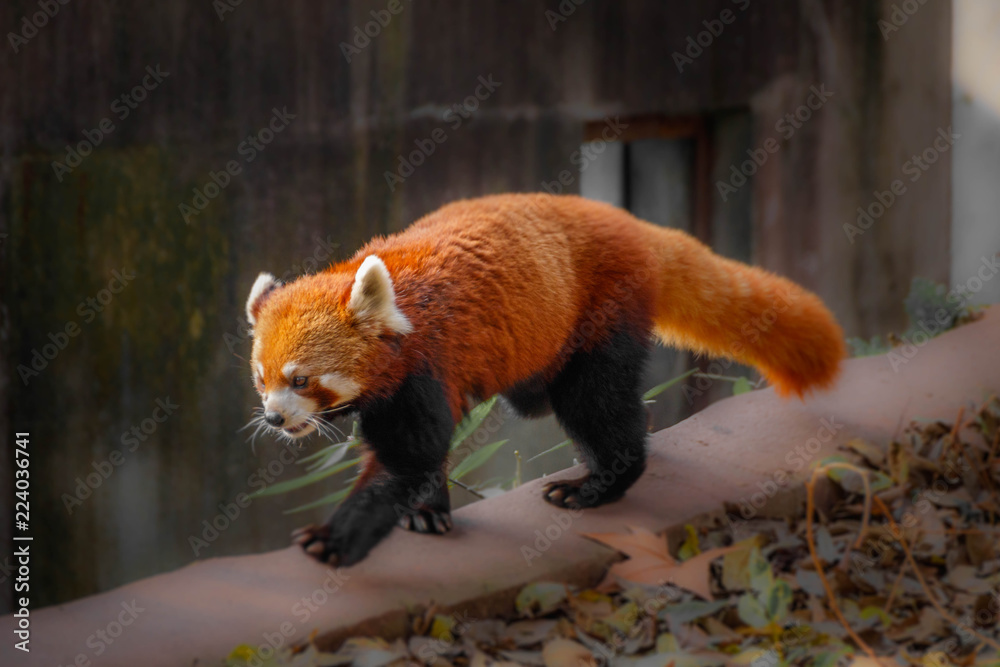 Fototapeta premium Roter Panda 
