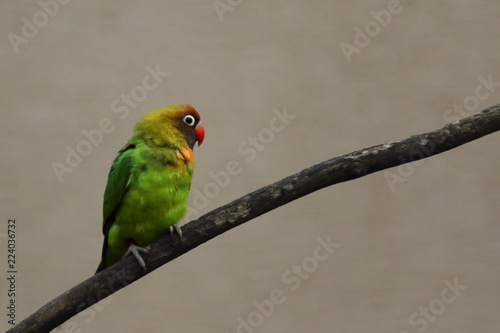 Rare black cheeked lovebird (Agapornis nigrigenis) is sitting on the branch with brown background photo
