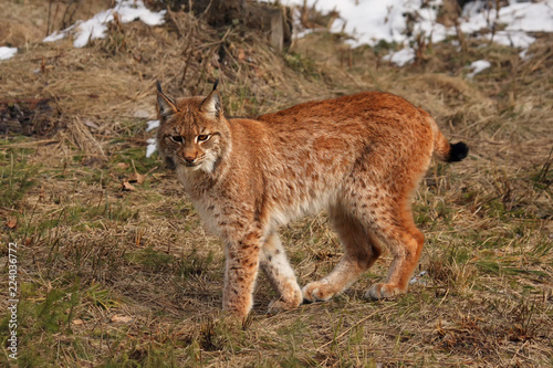 The Eurasian lynx (Lynx lynx) or European lynx or Siberian lynx is standing in the meadow in the end of winter with the rest of snow in background