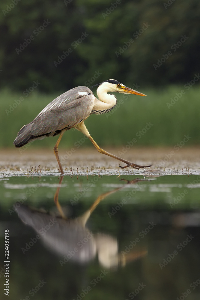 Obraz premium The grey heron (Ardea cinerea) is walking in the shallow water of pond and looking for some fish with reflection and green background