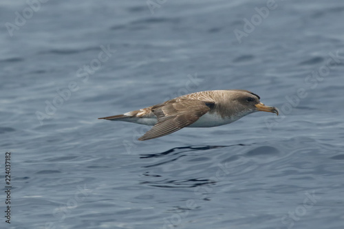 The Cory's shearwater (Calonectris diomedea borealis) is flying above see level