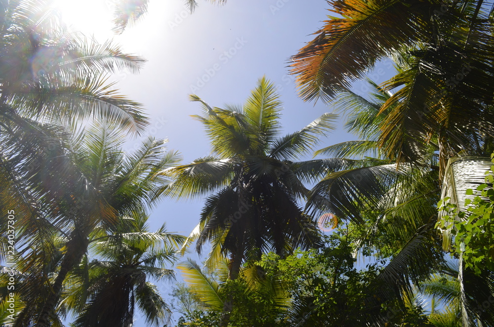 palm trees on background of blue sky palm trees on background of blue sky