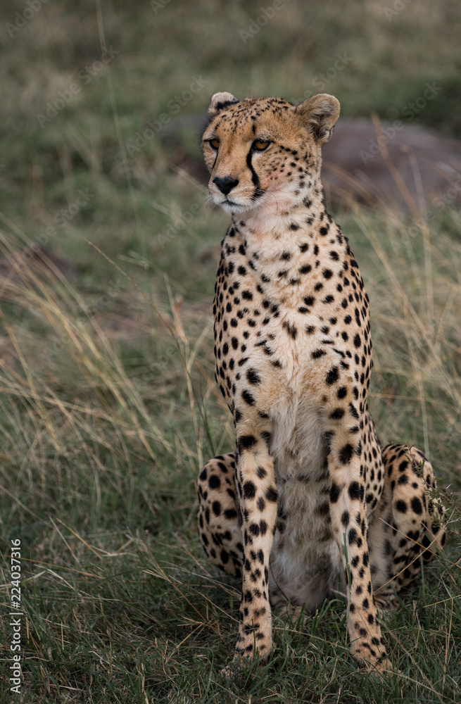 Naklejka premium Cheetah Staring