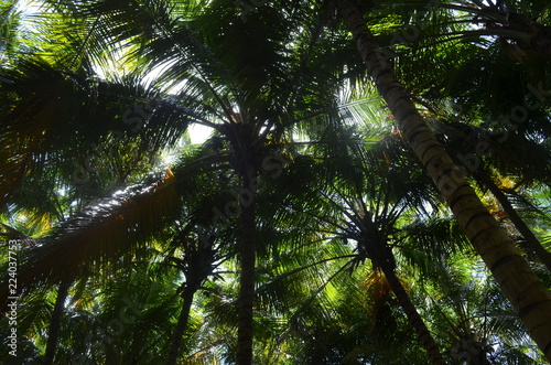 Fototapeta Naklejka Na Ścianę i Meble -  palm trees and blue sky