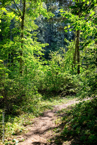 hiking trail in the woods