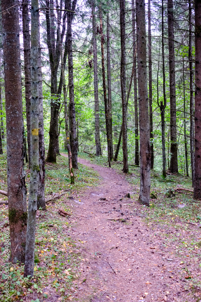 Fototapeta premium hiking trail in the woods