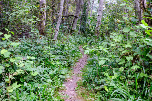 hiking trail in the woods