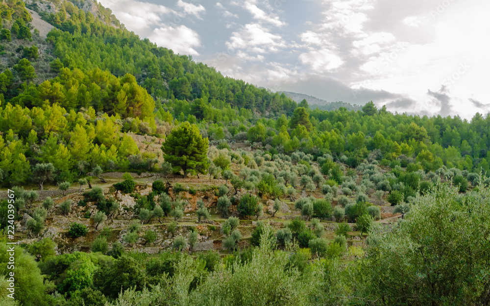 Naklejka premium Olive grove on terraces near the mountain