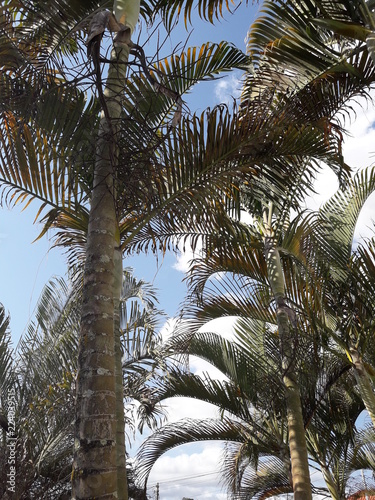 Lindas palmeiras sob c  u azul
