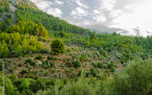 Olive grove on terraces near the mountain