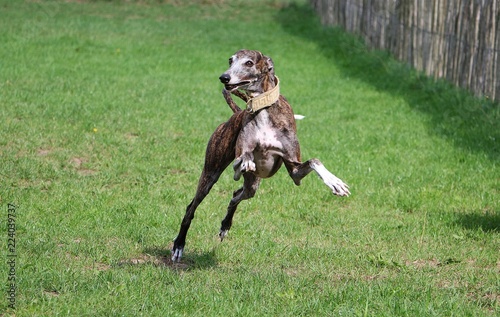 funny jumping brindle galgo in the garden