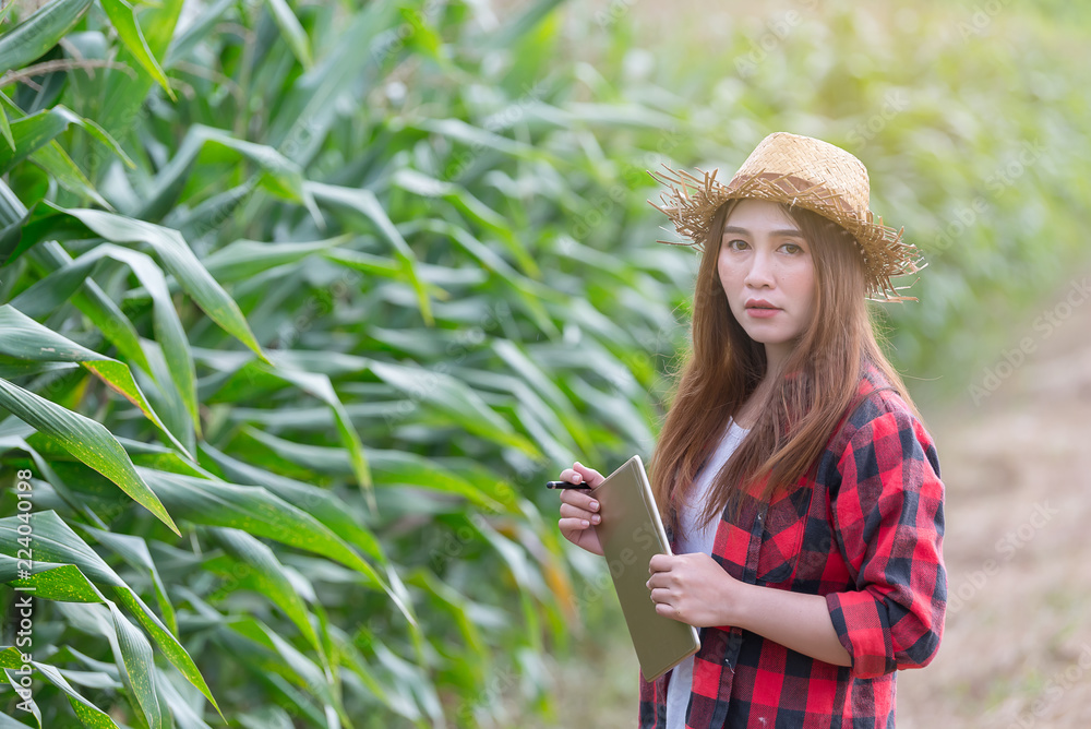 Asian Cheerful female farmer at corn farm,Check of agricultural product,Thailand people,Near the harvest season