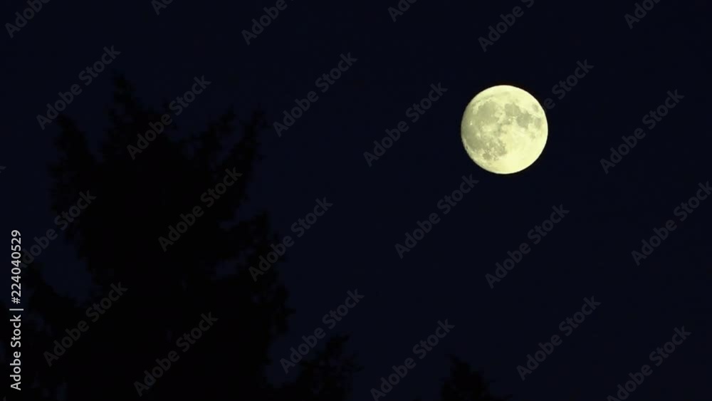 moon moon