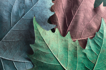 Macro image of plane tree leaves, background