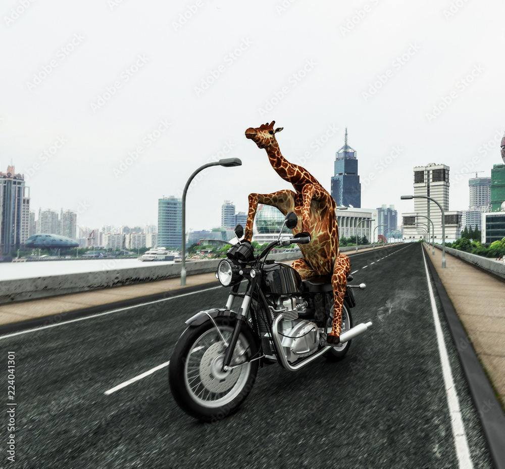 Naklejka premium Żyrafa jeździ motocyklem po kraju