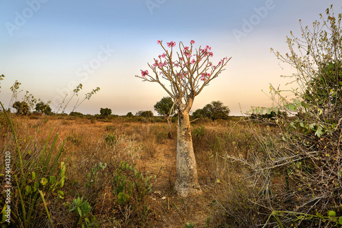 Adenium obesum (Desert Rose), Omo Valley, Ethiopia photo