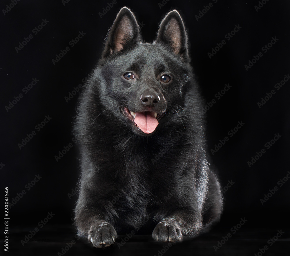 Schipperke dog on Isolated Black Background in studio Schipperke dog on Isolated Black Background in studio