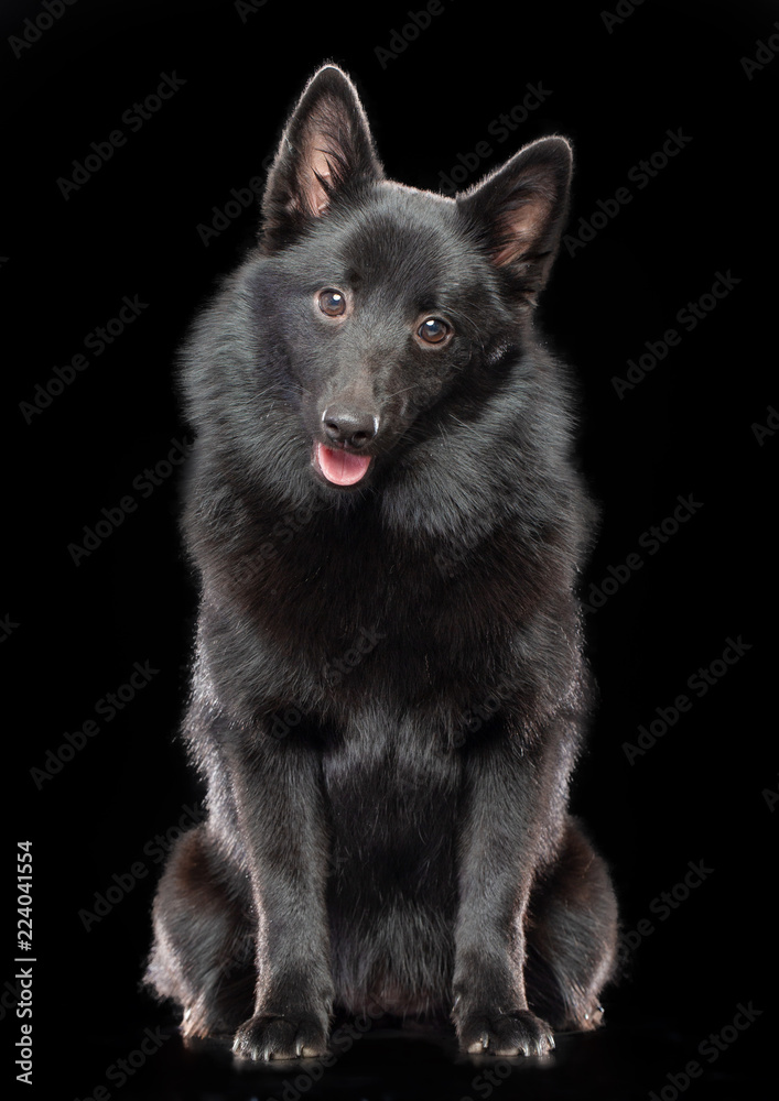 Schipperke dog on Isolated Black Background in studio Schipperke dog on Isolated Black Background in studio