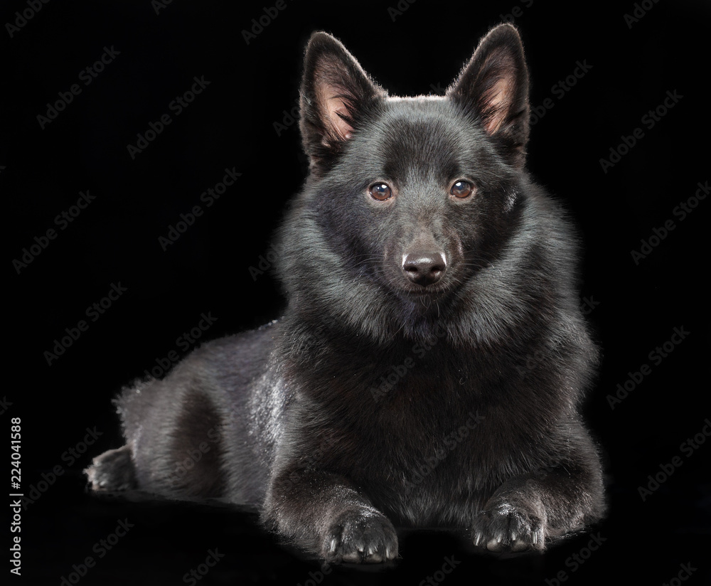 Schipperke dog on Isolated Black Background in studio Schipperke dog on Isolated Black Background in studio