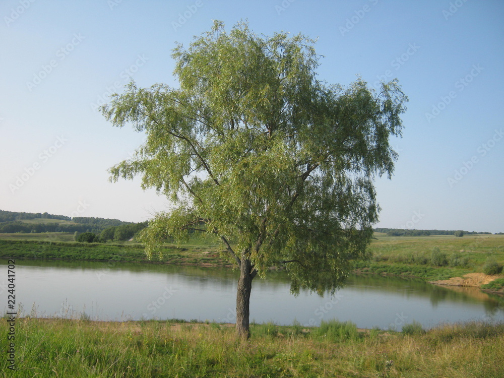 Дерево у пруда