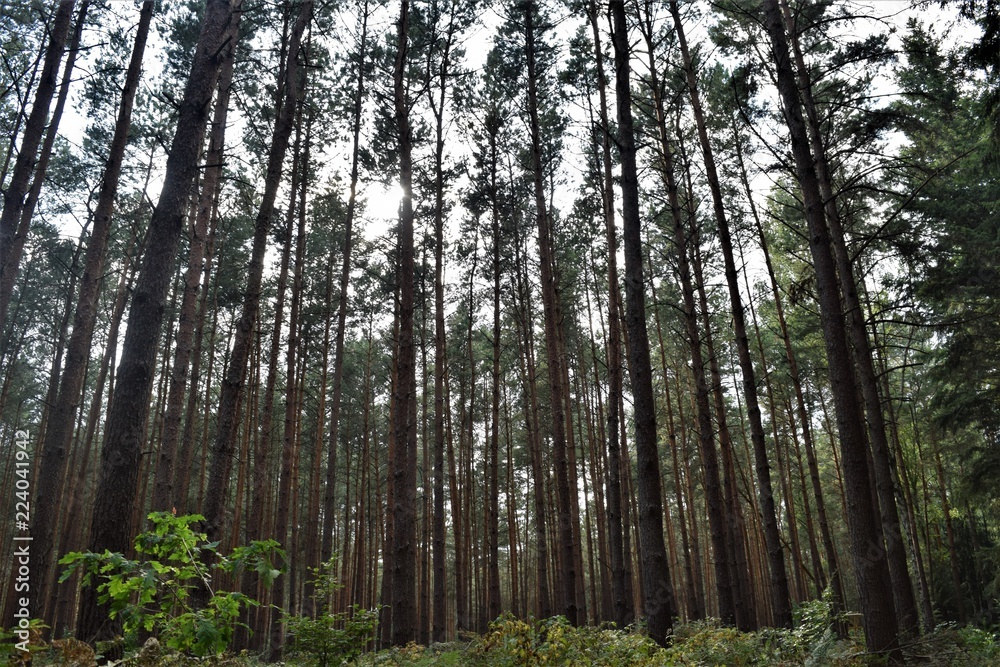 Fototapeta premium Forest