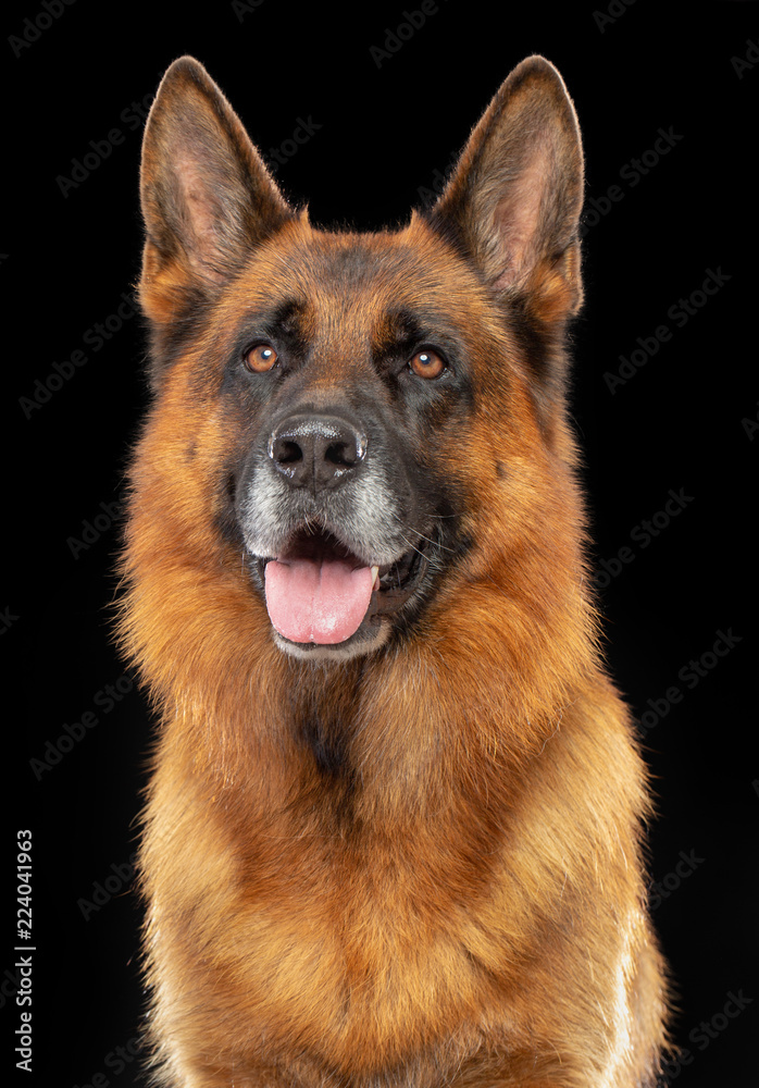 German Shepherd Dog Isolated on Black Background in studio Stock