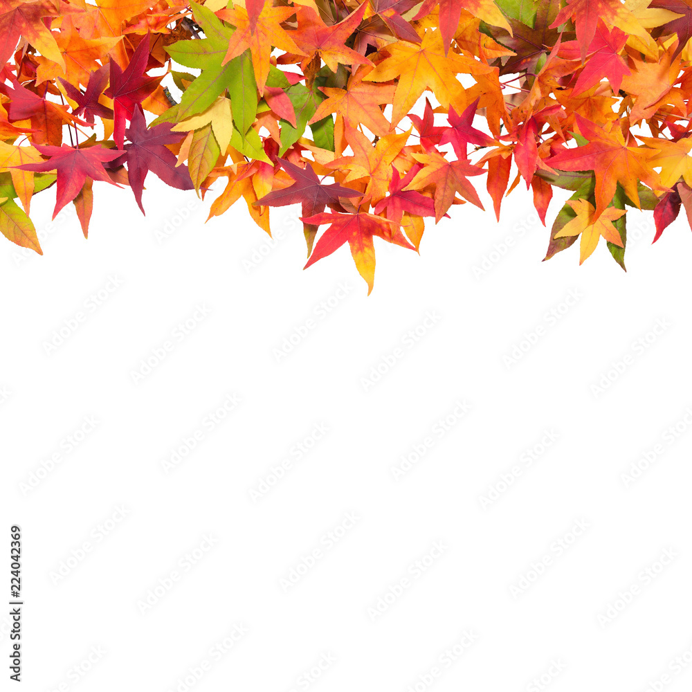 Autumn maple leaves white background Square image Autumn maple leaves white background Square image